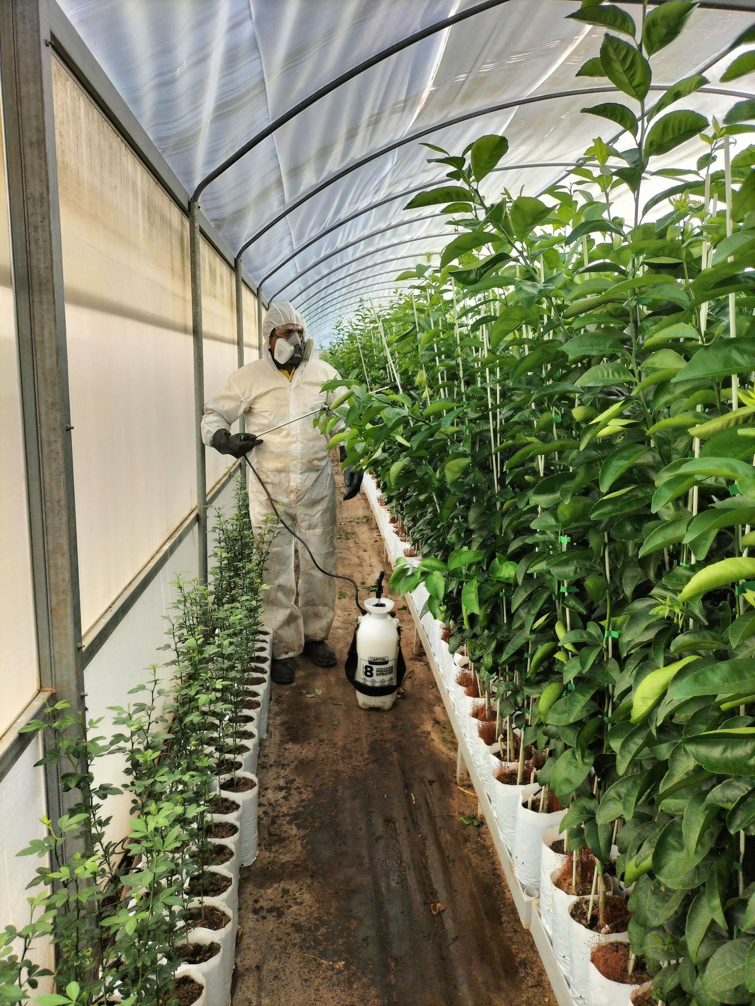 Nursery worker in full PPE applying crop protection treatment inside a Waydean Nursery hothouse