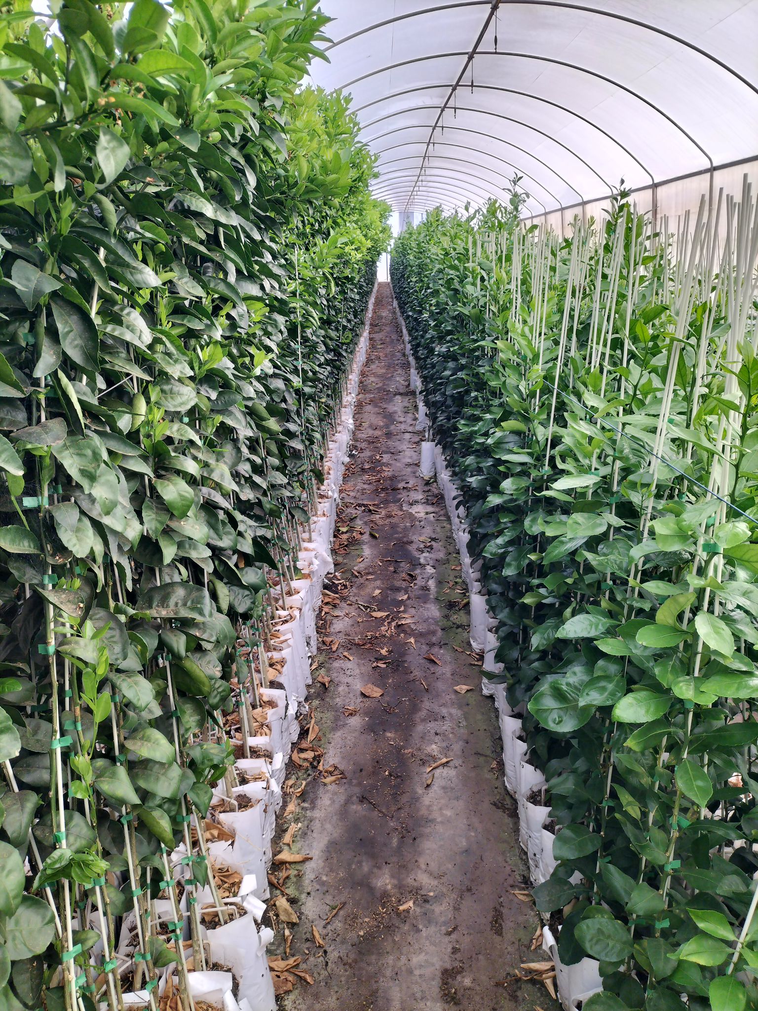 Rows of mature citrus trees growing in white bags inside a Waydean Nursery hothouse