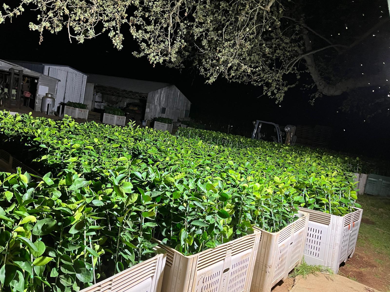 Freshly prepared citrus trees in 4L bags