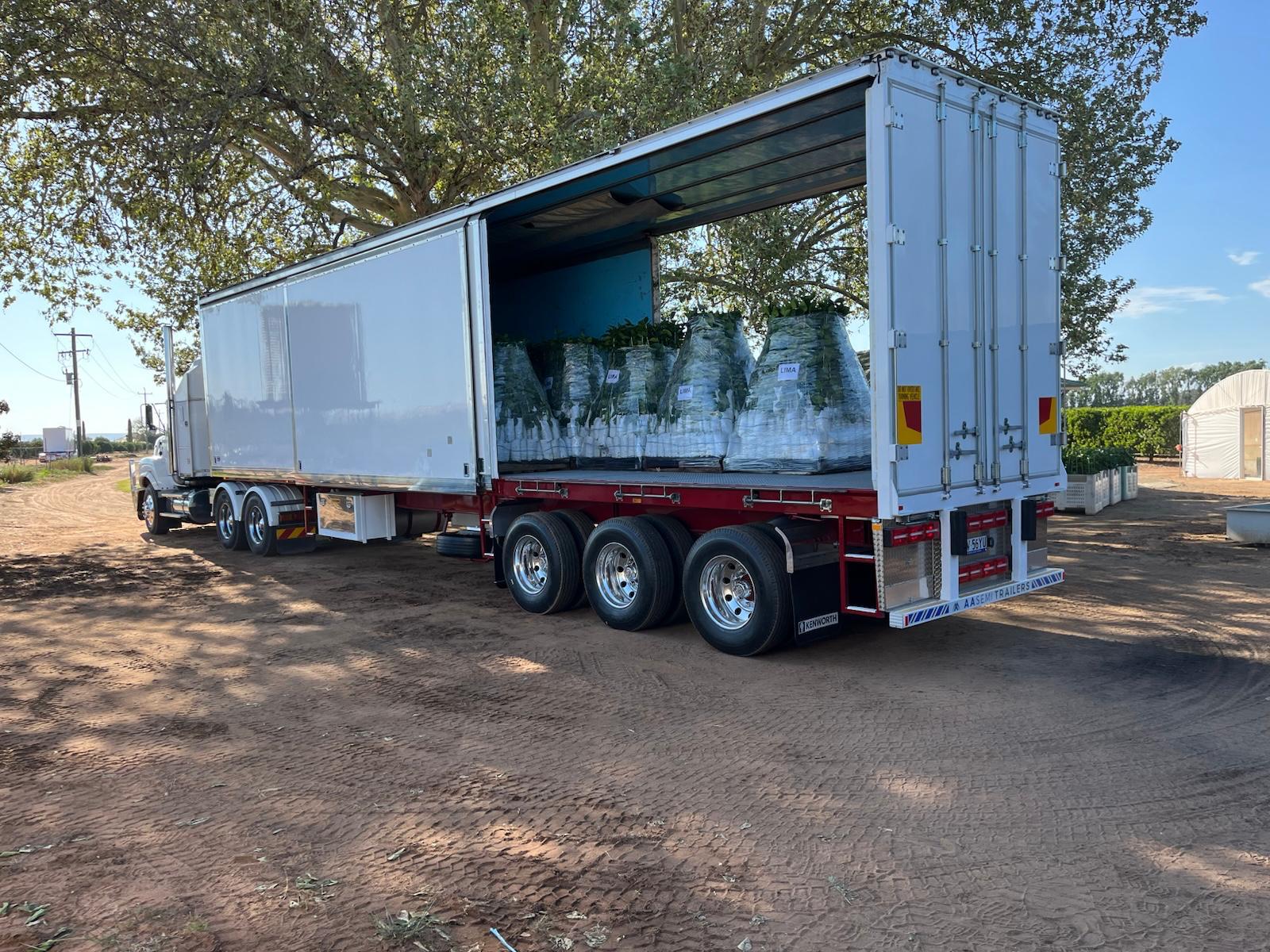Citrus trees being carefully handled and packaged for dispatch