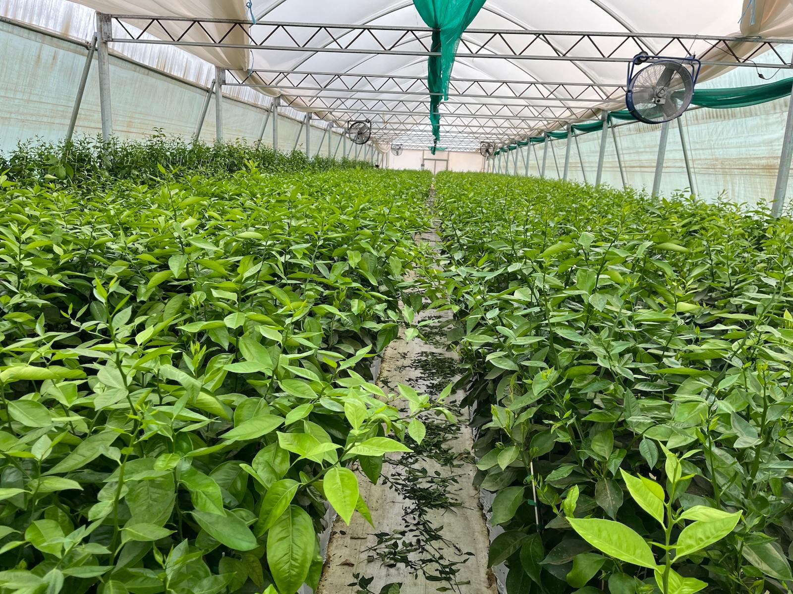 Quality control inspection of citrus trees