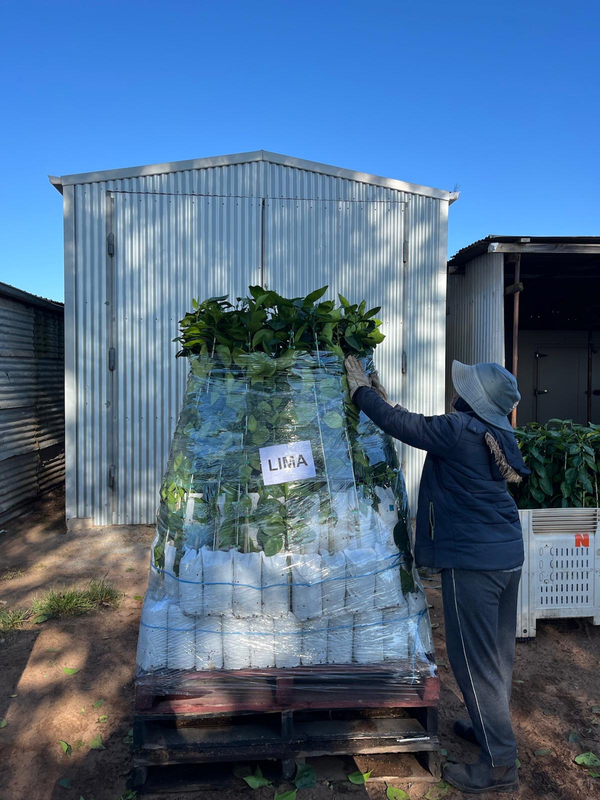Expert nursery staff tending to citrus trees
